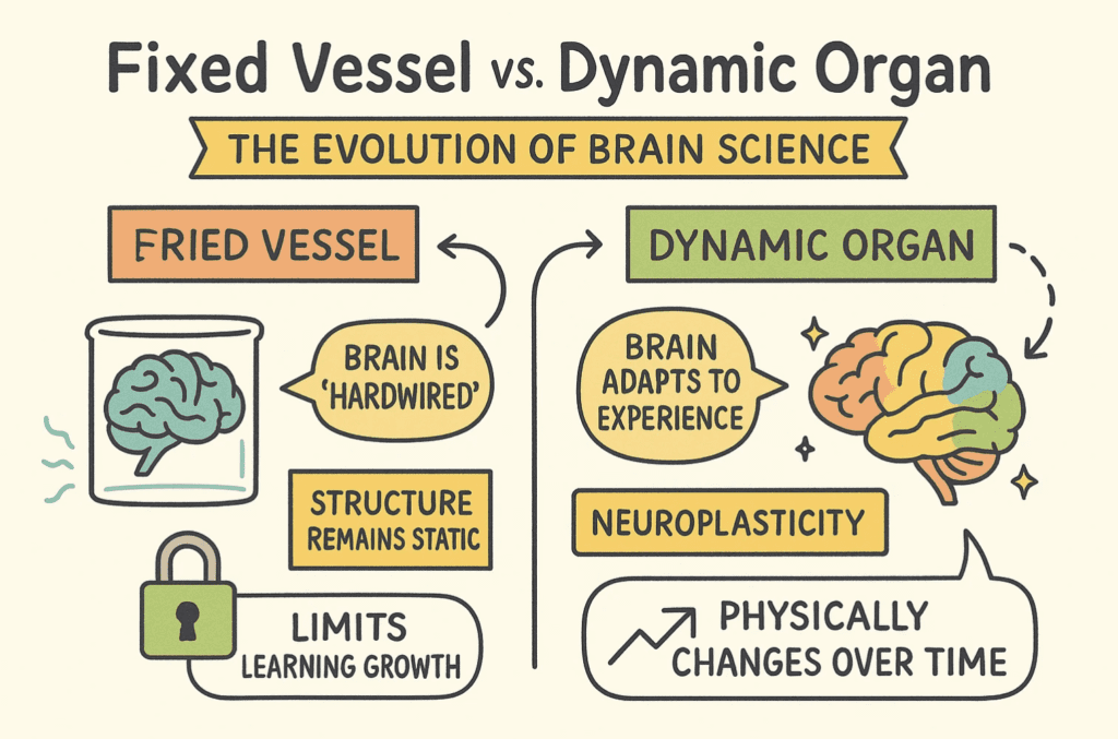 An illustrated infographic titled “Fixed Vessel vs. Dynamic Organ: The Evolution of Brain Science.” The left side shows an outdated view of the brain as a “fixed vessel,” with labels like “brain is hardwired,” “structure remains static,” and “limits learning growth,” illustrated by a brain in a jar and a lock icon. The right side presents the modern view of the brain as a “dynamic organ,” highlighting “brain adapts to experience,” “neuroplasticity,” and “physically changes over time,” illustrated with a colorful brain and upward arrow. The contrast emphasizes that the brain can change and heal through experience.